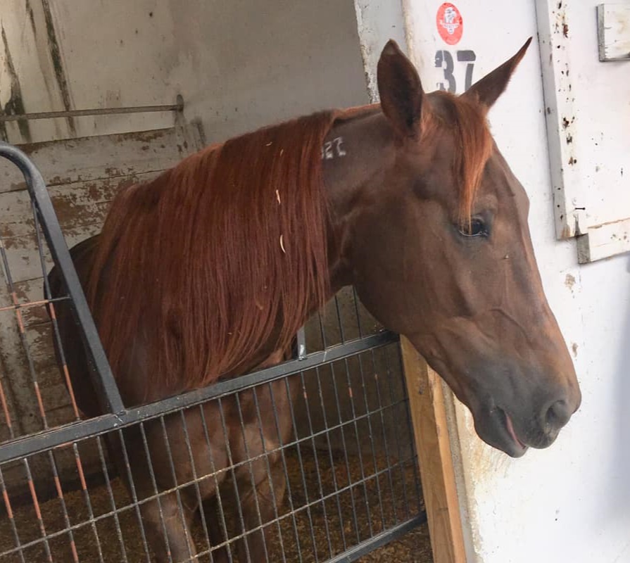 Mid Week Fun! Wed Starters