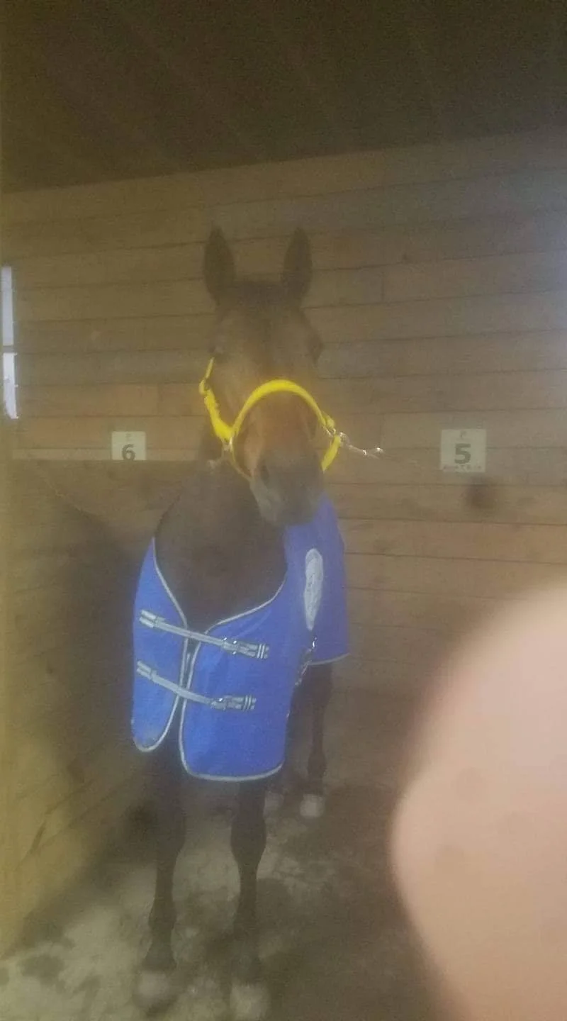 Roadshow Vic is a Winner his 1st start out 