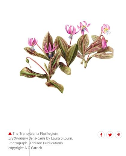 Transylvania Florilegium_2.png