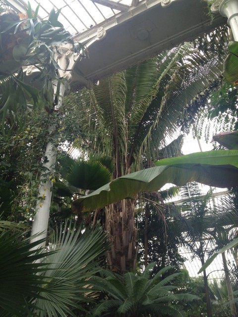 Full-to-busting with tropical plant specimens
