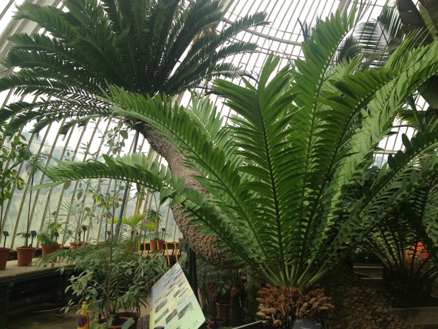Some of the palms are more than 200 years old