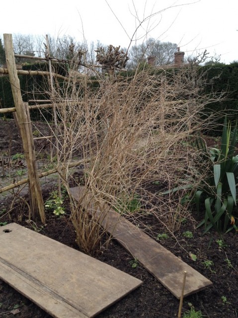 my first pruning assignment – spiraea