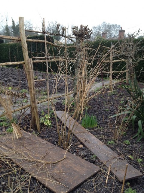 ‘after’ successfully pruning the spiraea
