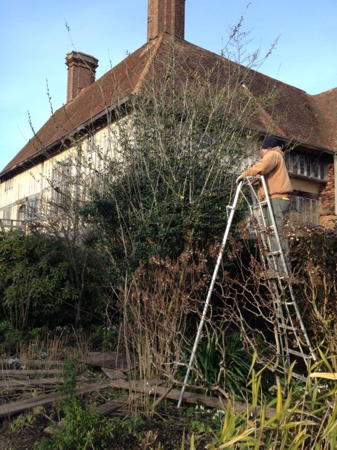 Matt on a 10’ Hasegawa tripod, pruning the Ligustrum quihoui in the Long Border at Great Dixter
