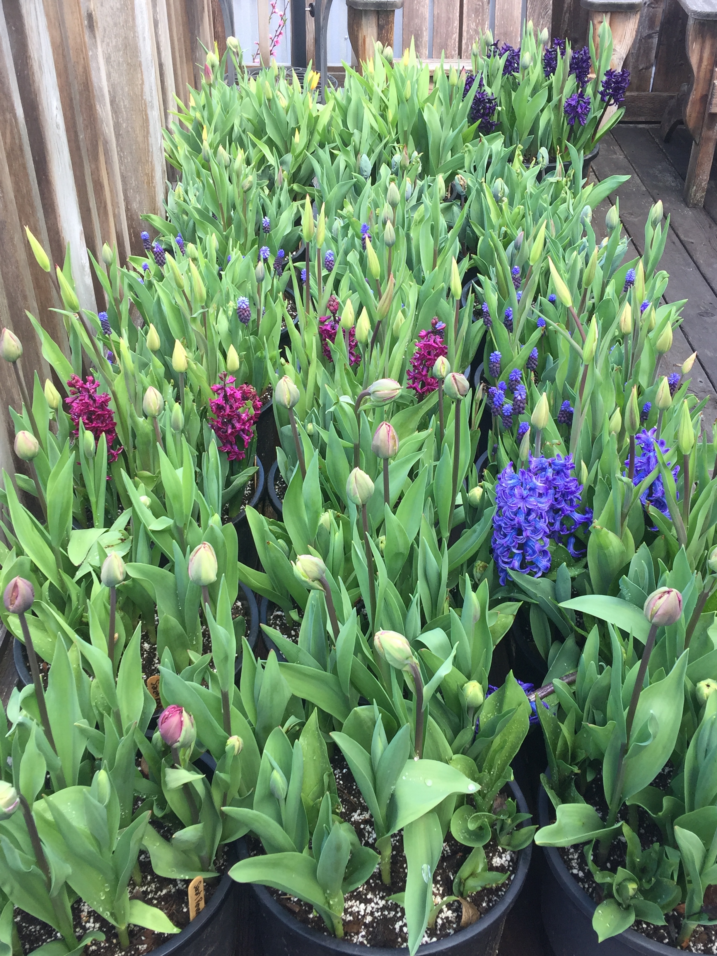 Pots arrayed on my deck