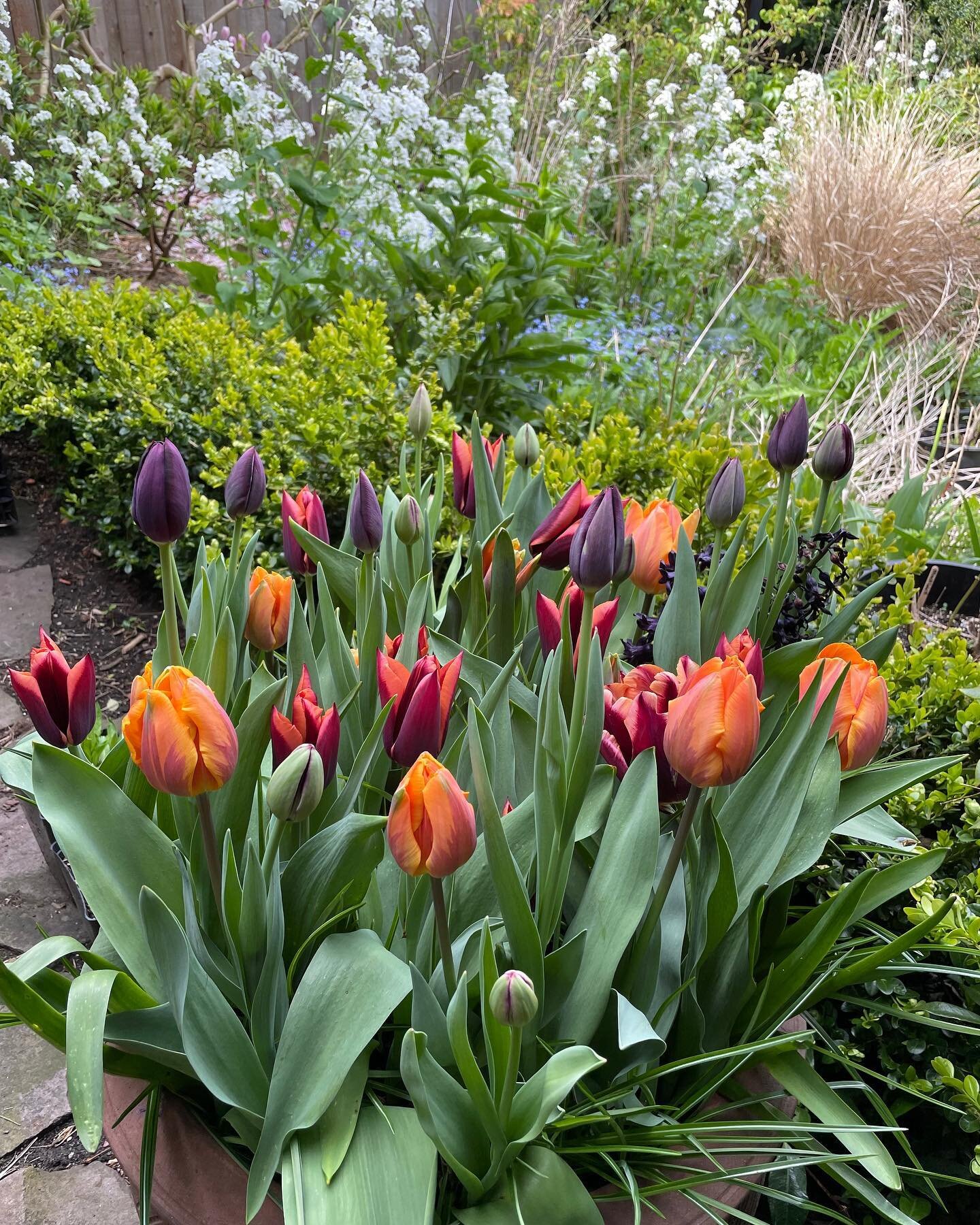 BULB LASAGNA WORKSHOP
Saturday, October 14, 2023, 10:30-12:30
Location:  Gardener&rsquo;s Kit HQ in Victoria
Join us for a fun-filled morning creating a beautiful container chock full of spring-flowering bulbs that will bloom in succession over many 