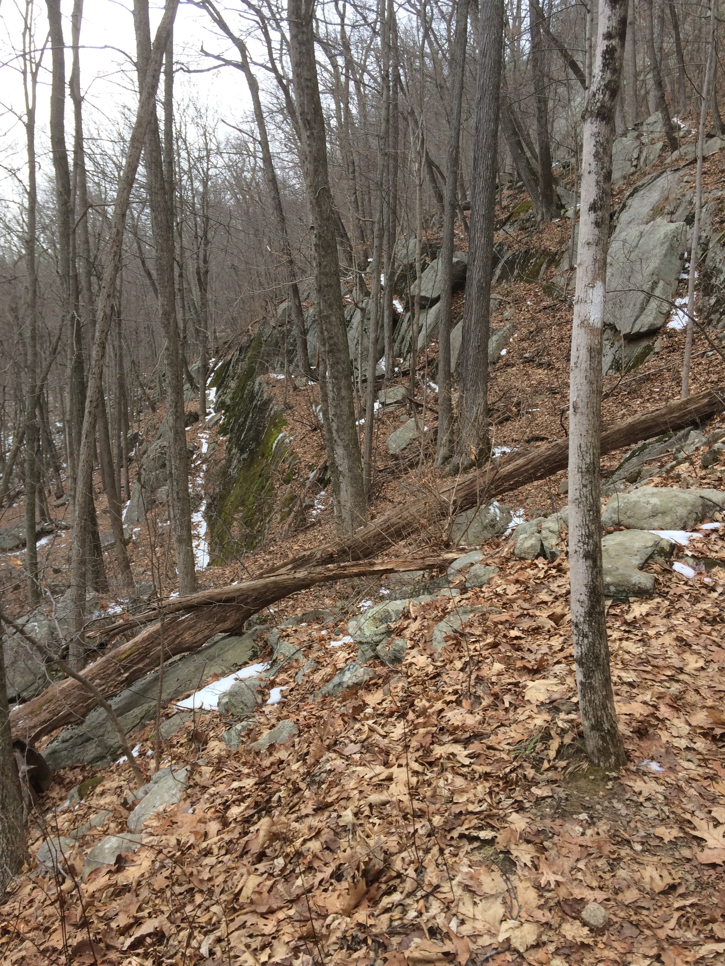 To the right a relatively flat trail section between the lowest ledge and a middle ledge; to the left a portion of the lower face. Only spotty snow here, but by several hundred feet up it increased to 50% coverage.