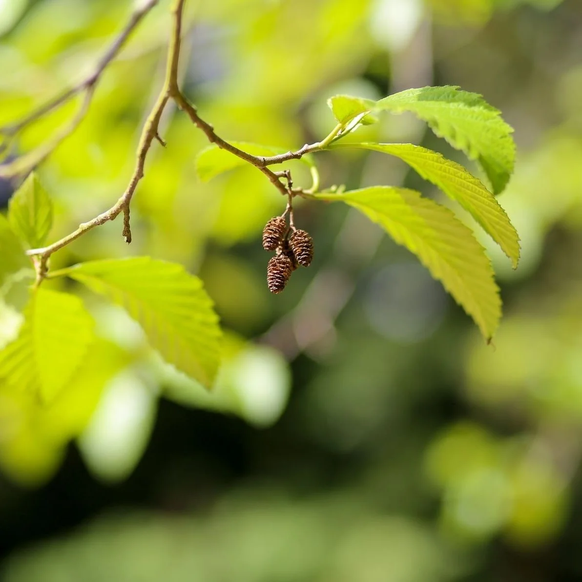 Arandel Tree Indigenous Plant Guide hən̓q̓əmin̓əm̓ — MOV | Museum of Vancouver — MOV ...