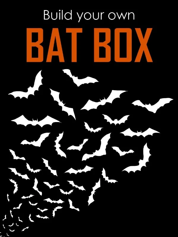 Bat Box Building - website promo image.jpg