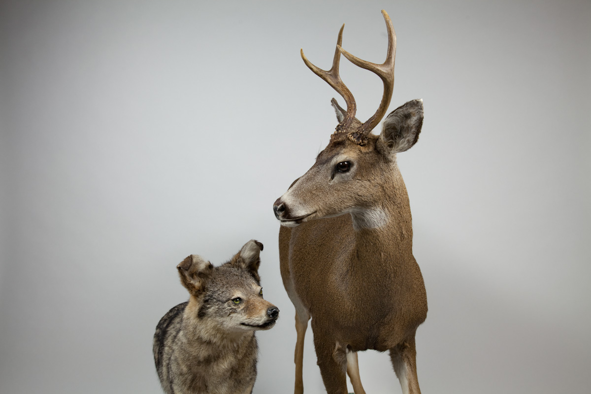 deer and coyote.04.jpg