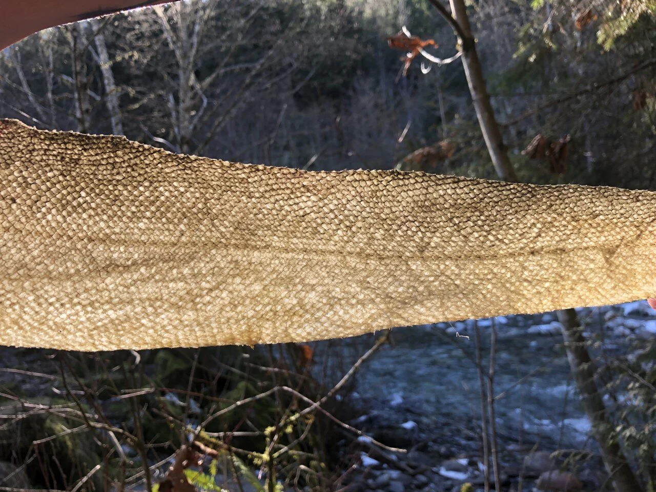 Fish Skin Leather - Virtual Workshop — MOV | Museum of Vancouver