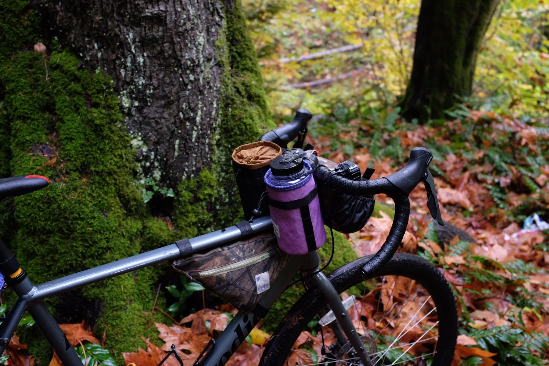 Zoe Roberts - Foxglove (1).jpeg