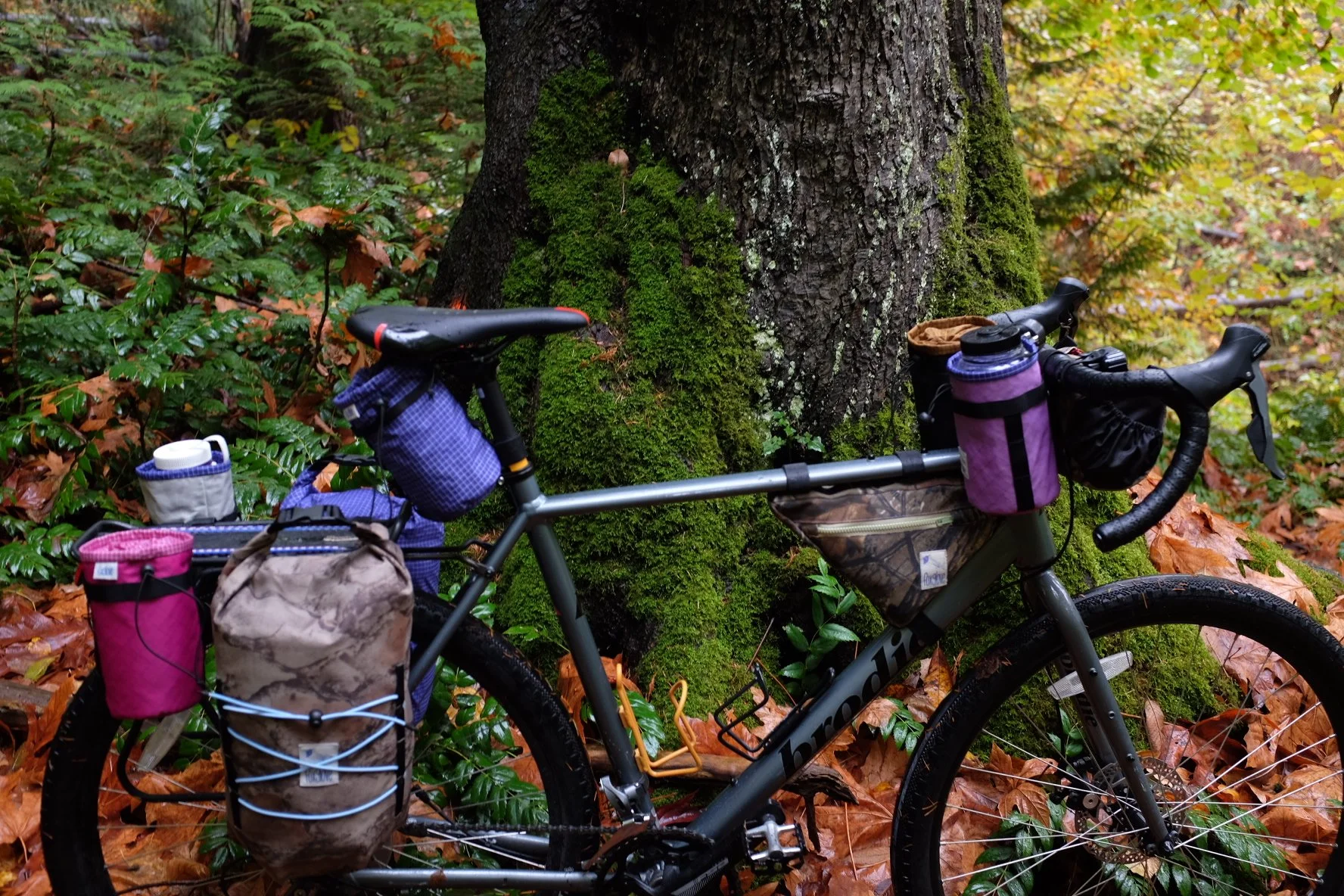 Zoe Roberts - Foxglove (2).jpeg