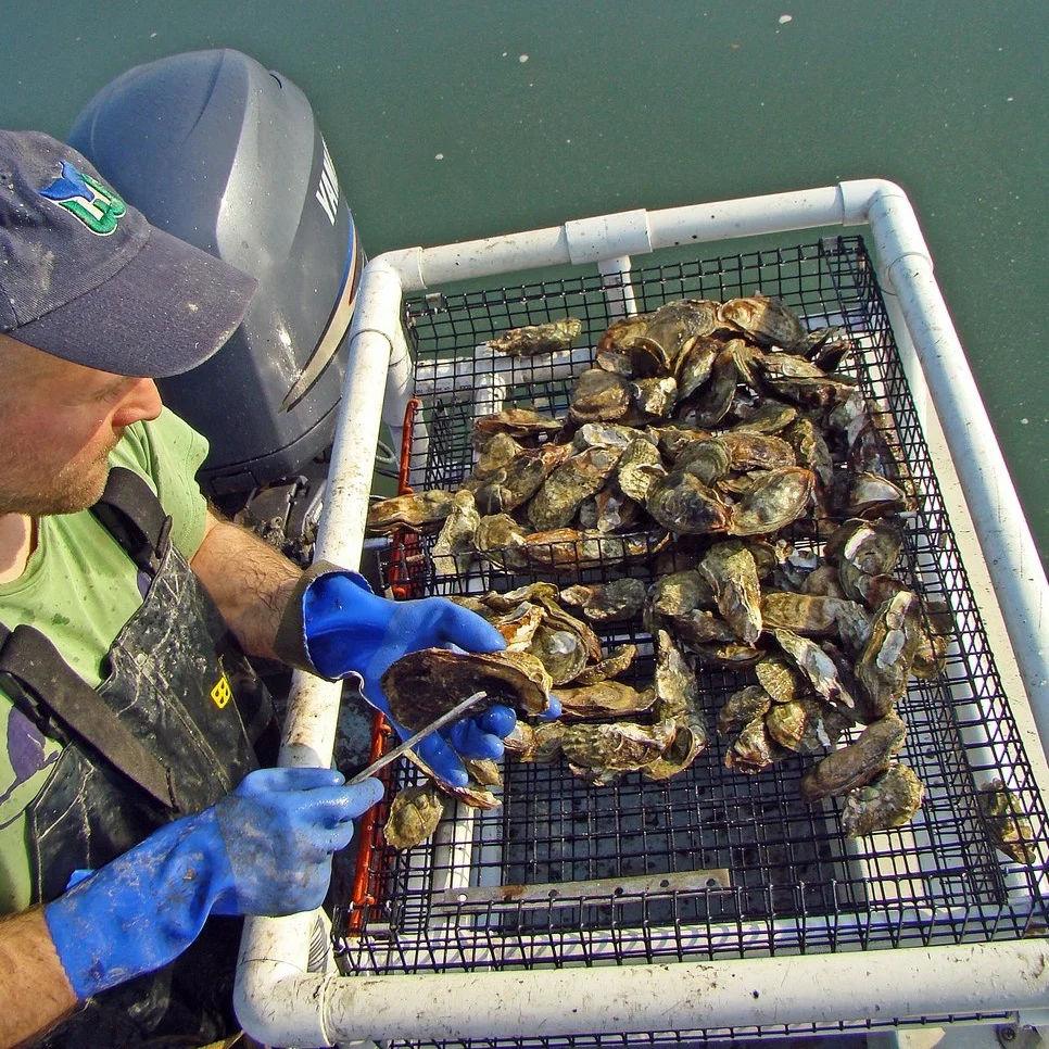 Oysters.jpg