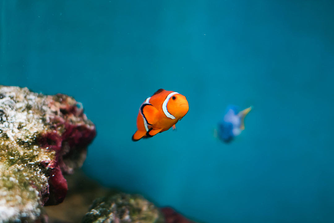 I Wanted to be a Fish