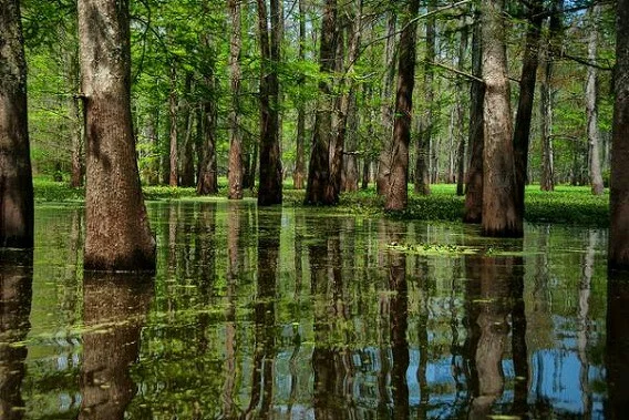 Atchafalaya National Wildlife Refuge