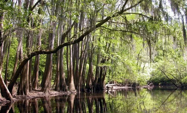 Congaree National Park