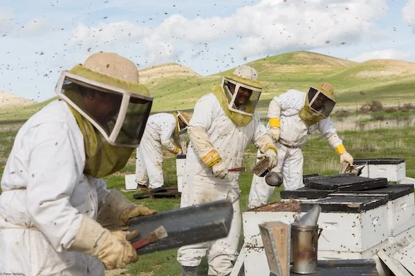 MIGRATORY BEEKEEPERS | the local food report