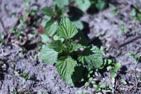 SPRING FORAGING | the local food report