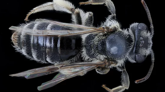 Rediscovering the Chestnut Mining Bee