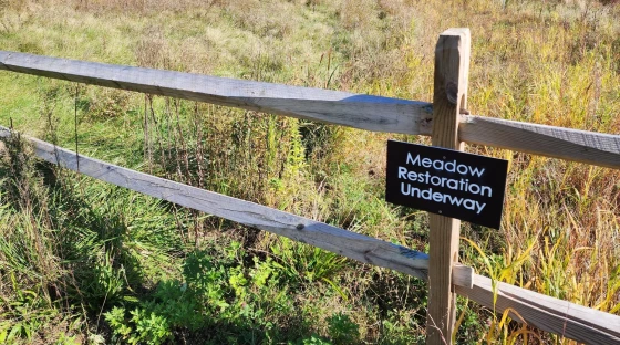 Restoring native meadows