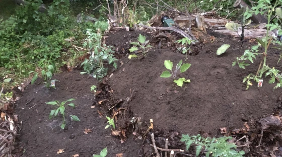 Create drought-resistant raised beds