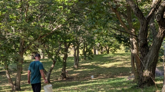 Acorns, chestnuts, and hickories