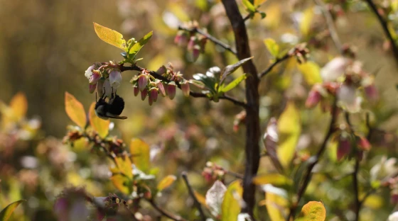 Blueberries and Bumblebees