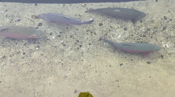 A fish hatchery in Sandwich among the oldest in the country 