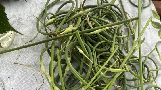 Cooking with garlic scapes 