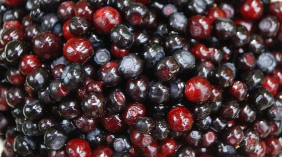 Huckleberries are tasty and often overlooked