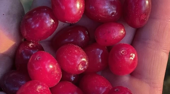 The underappreciated Cornelian cherry 