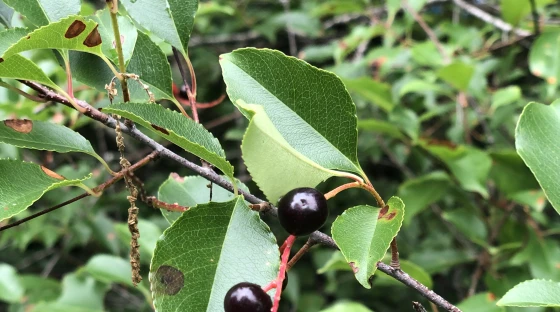 Eating wild black cherries, pits and all
