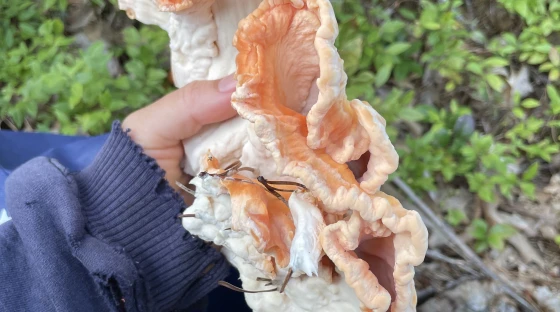 Tips for beginning mushroom hunters from a Wellfleet enthusiast