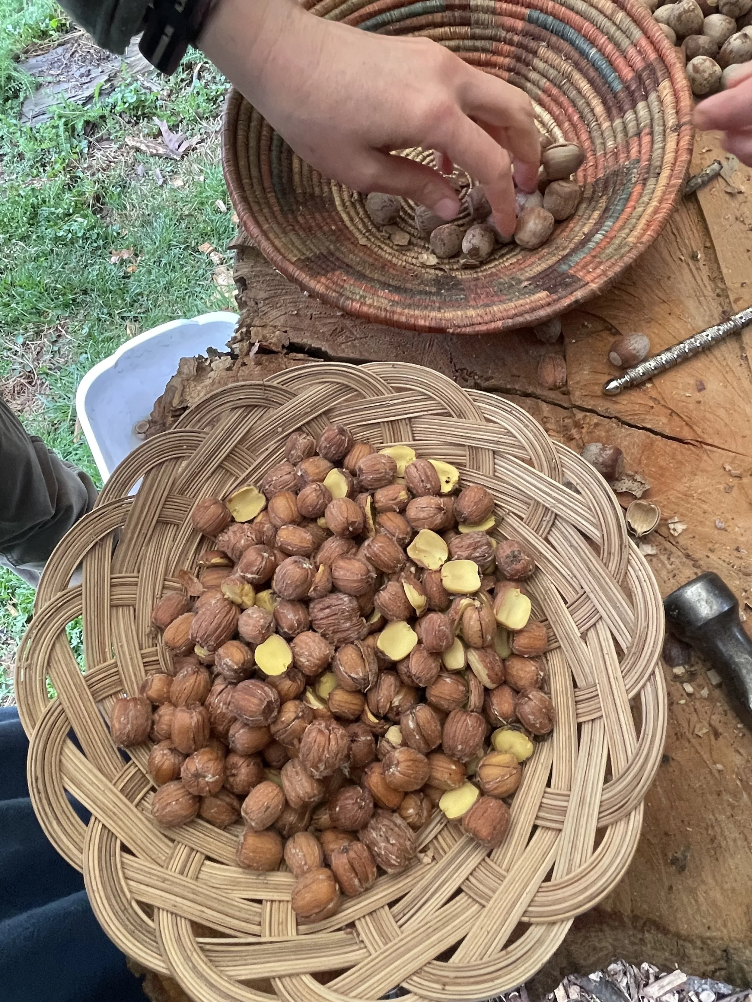 Acorn Processing: The Abundance of Oaks!