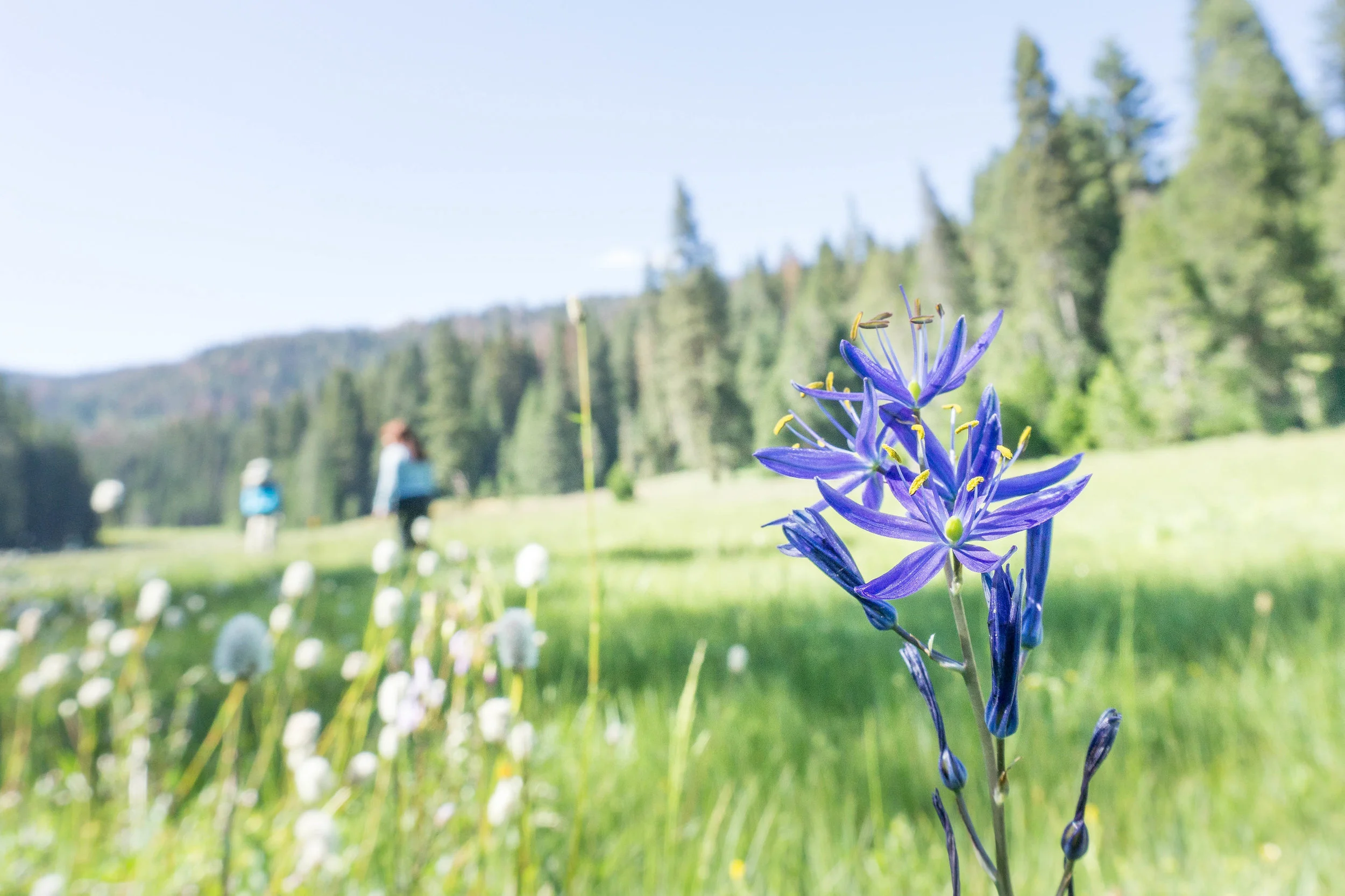 Camas flower in bloom.
