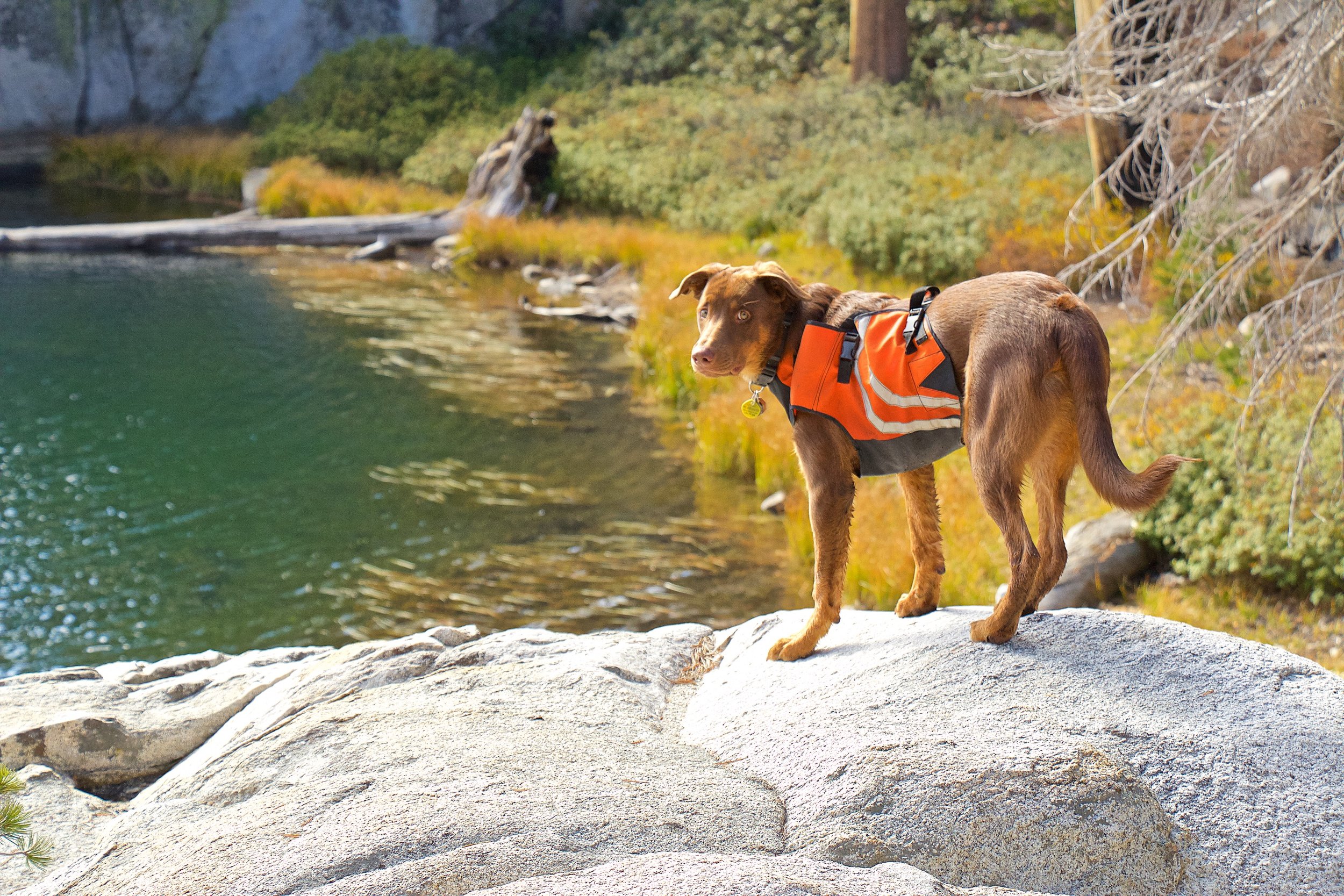 Sierra-Vista-Scenic-Byway-madera-county-dog-friendly-jackass-lake-liz-christie-photo.jpg