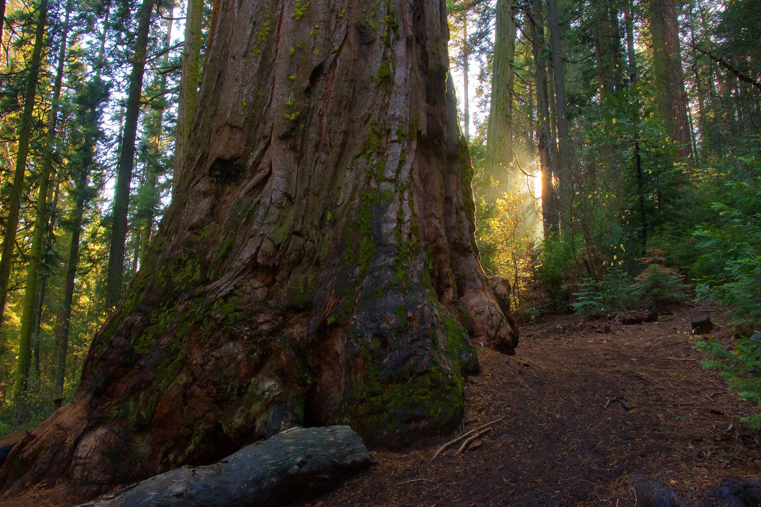 Sierra-Vista-scenic-byway-nelder-grove-giant-sequoia-sunlight-madera-county-liz-christie-2.jpg