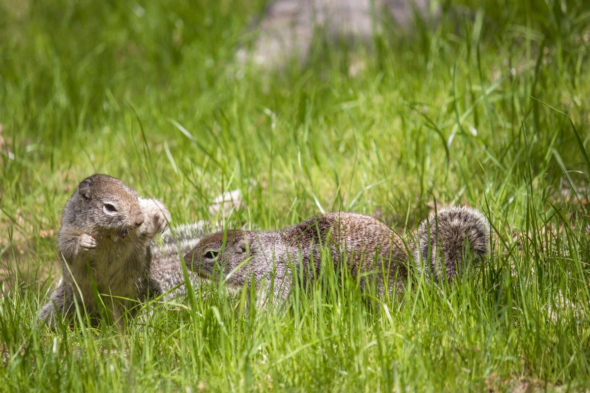 Squirrel Play