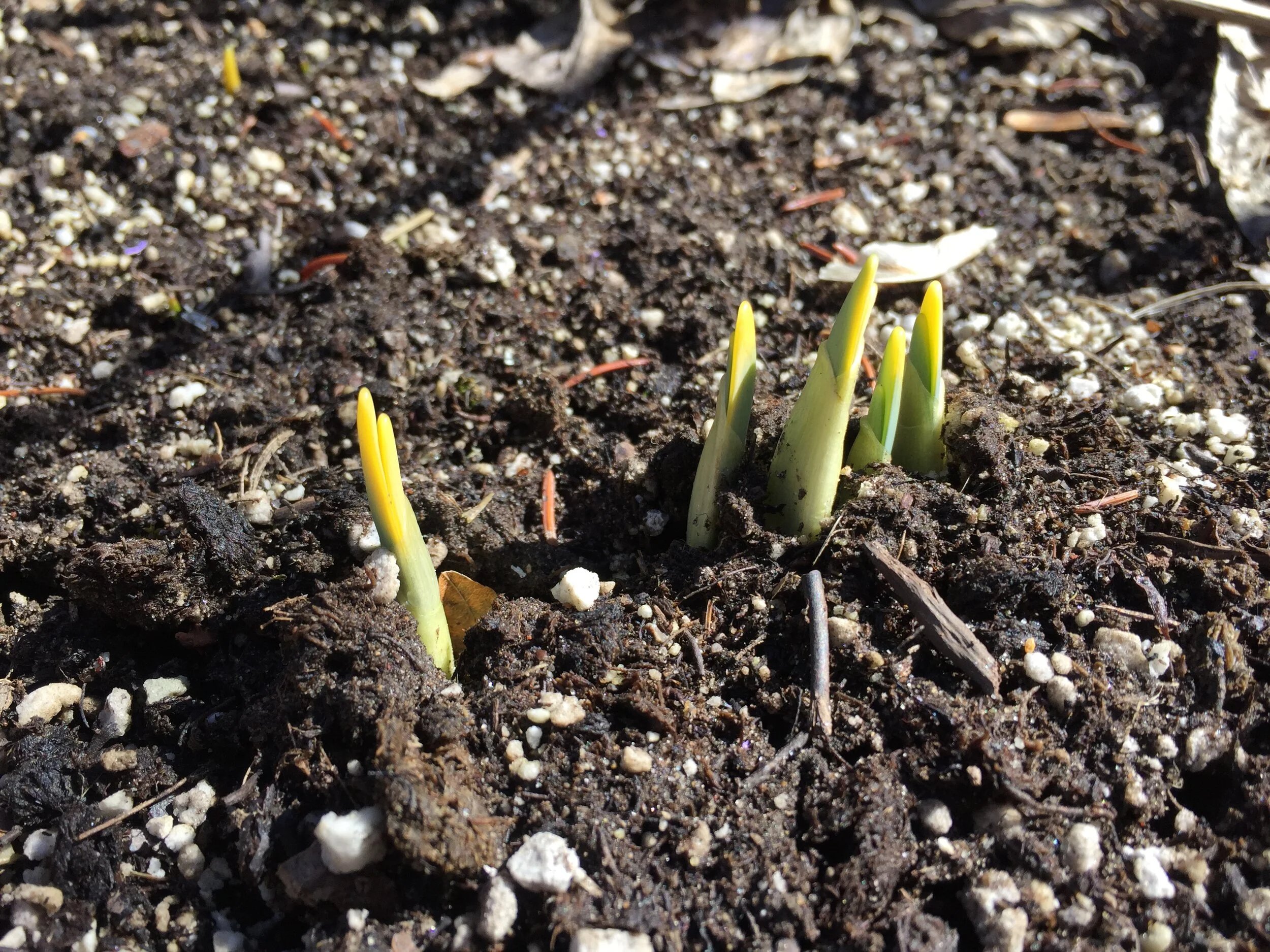 Spring Resources Week 2