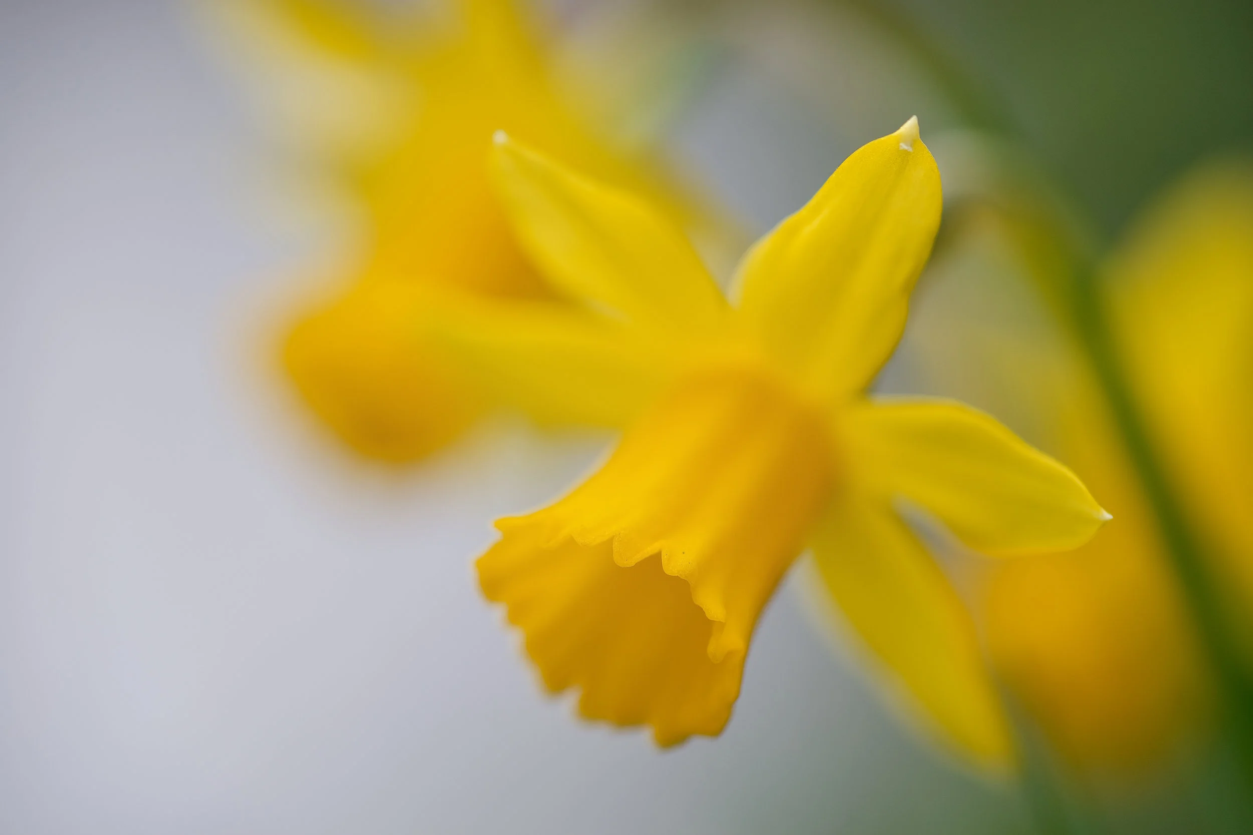 The Merry Month of May