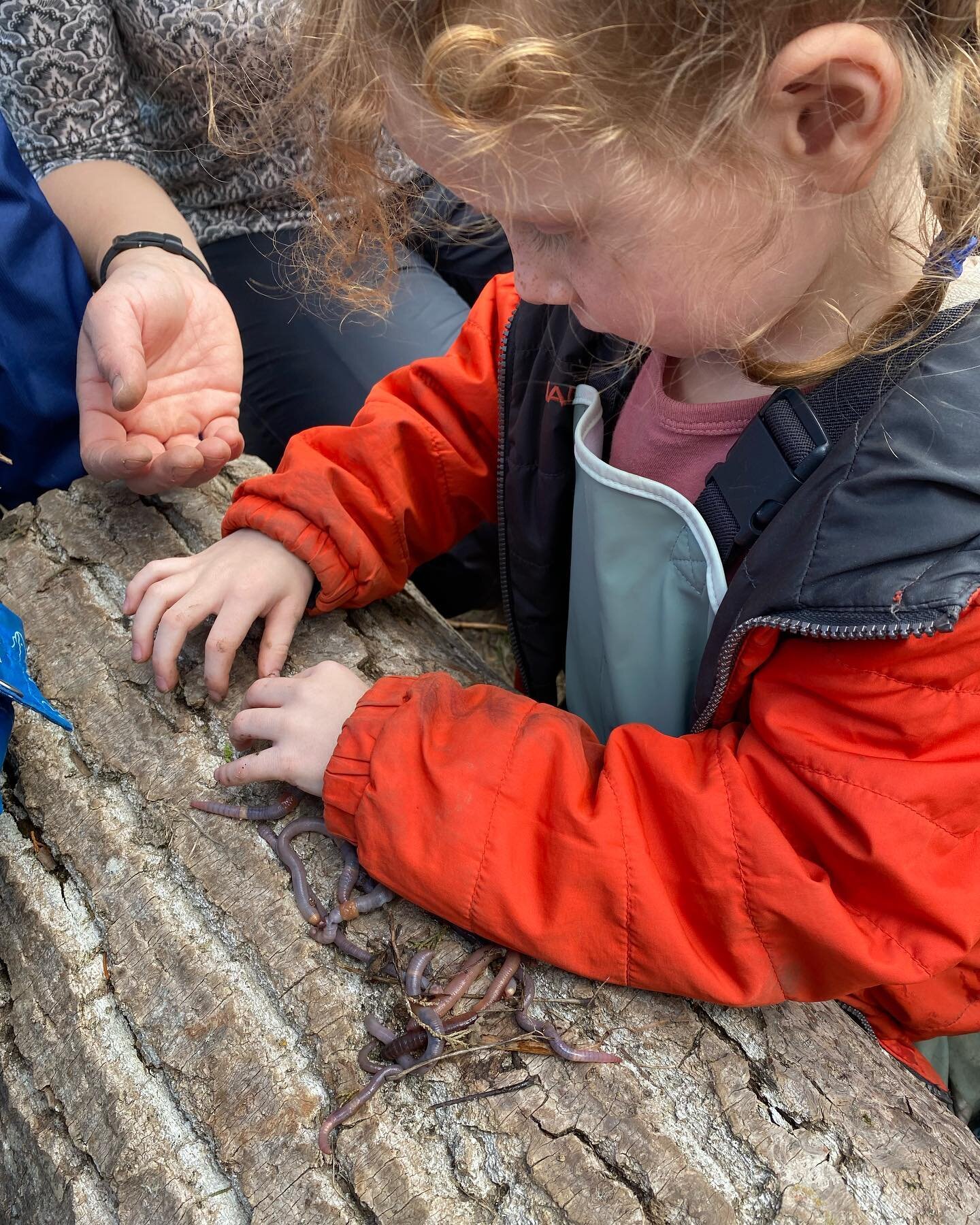 Spring is here! The children @rowantreeptbo love to look for worms under logs and rocks 🪱 They like to count how many they can find and hold in their hands at one time.
.
.
.
#naturekindergarten #rowantreechildrensschool #forestschool