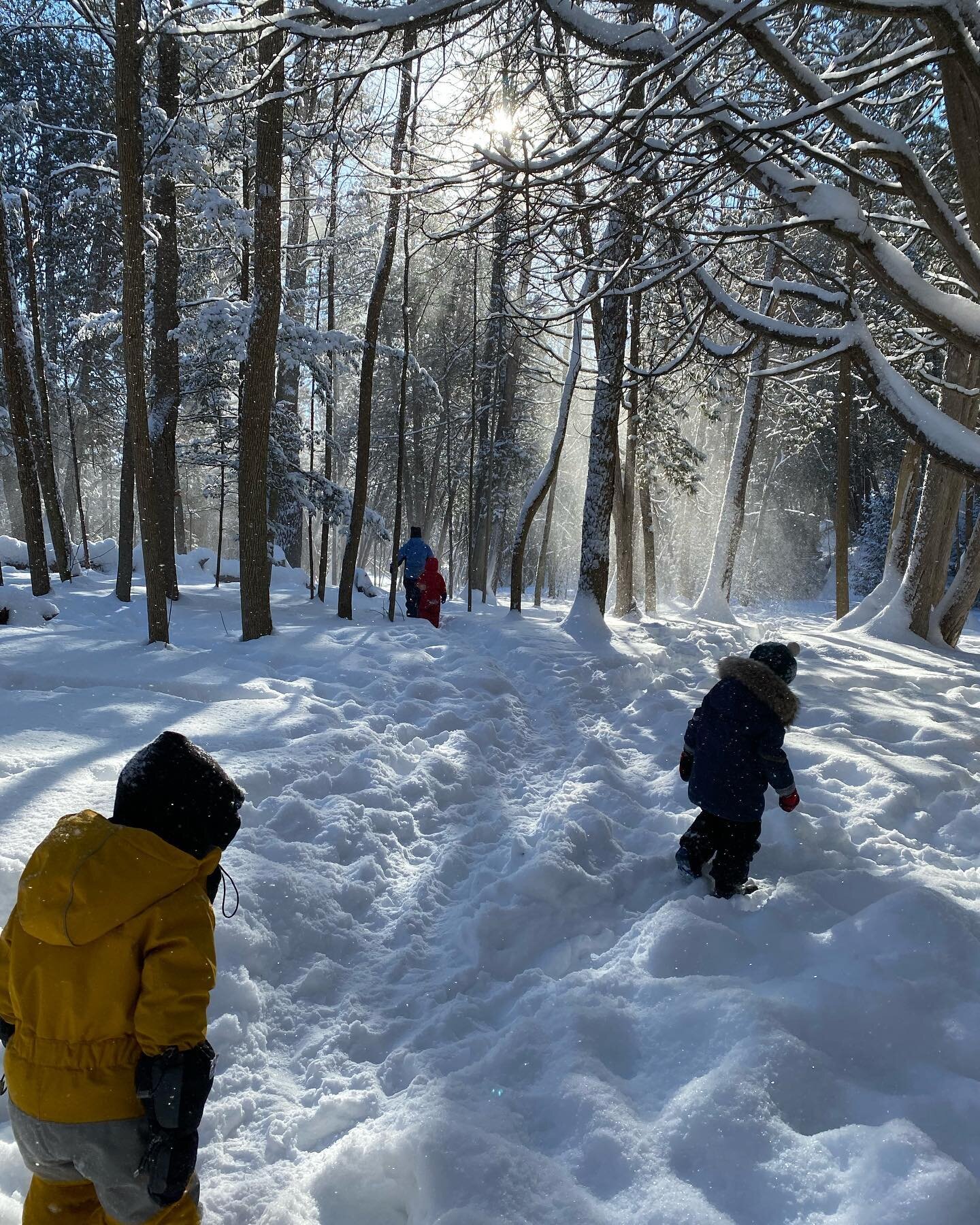 Beauty of the winter forest ✨The children played &lsquo;rainstorm&rsquo; in the falling snow and raced for cover in the small stick shelters. I am forever in awe of their imaginations. No toys needed @rowantreeptbo Nature Kindergarten!
.
.
.
#hardwoo