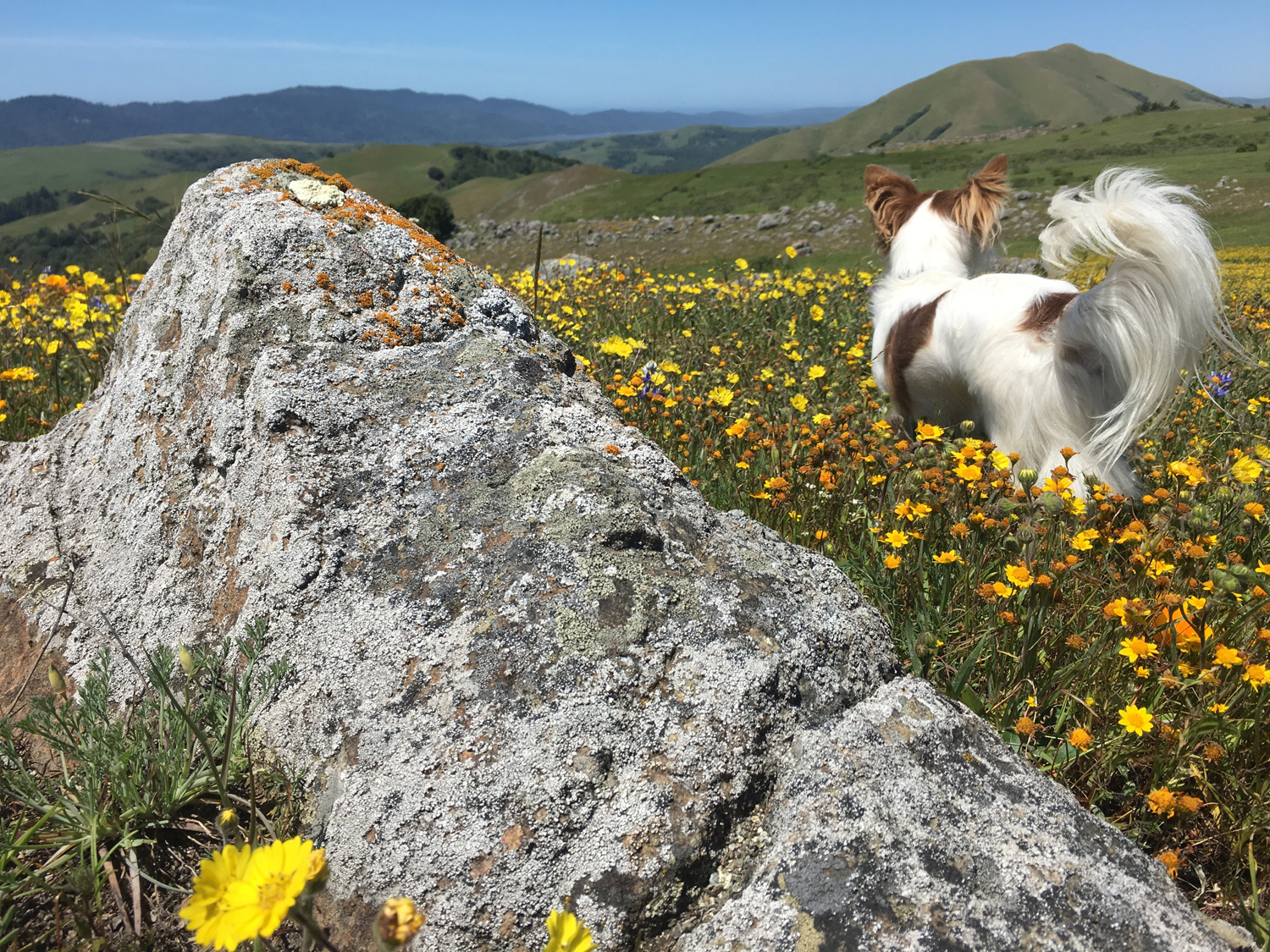 Point Reyes vista with dog, rock and poppies.