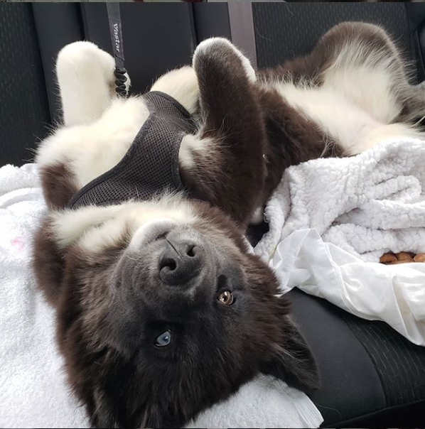 Dog Mom Reporting for Duty