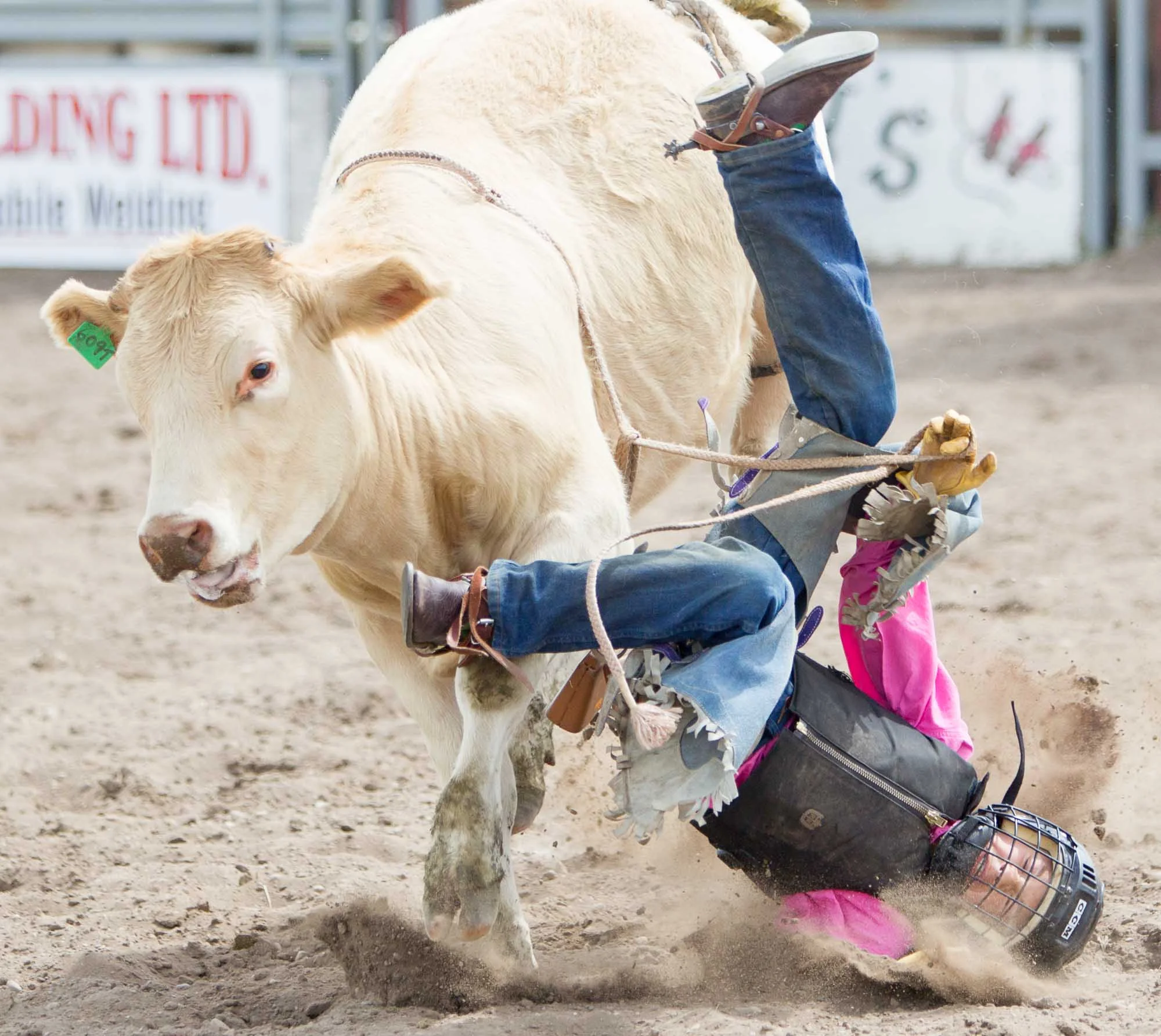 JW Hart gets bucked off his steer during his run in the 7-12 steer riding event at the Carstairs Beef and Barley Days Rodeo held at the Carstairs rodeo grounds in Carstairs, Alta. on July 21, 2012.