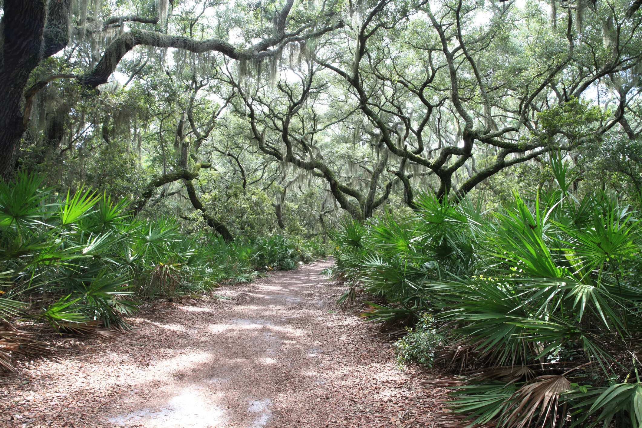 Outdoor Afro's Backpack Cumberland Island-Wouldn't You Like To Get Away? (Part 2)