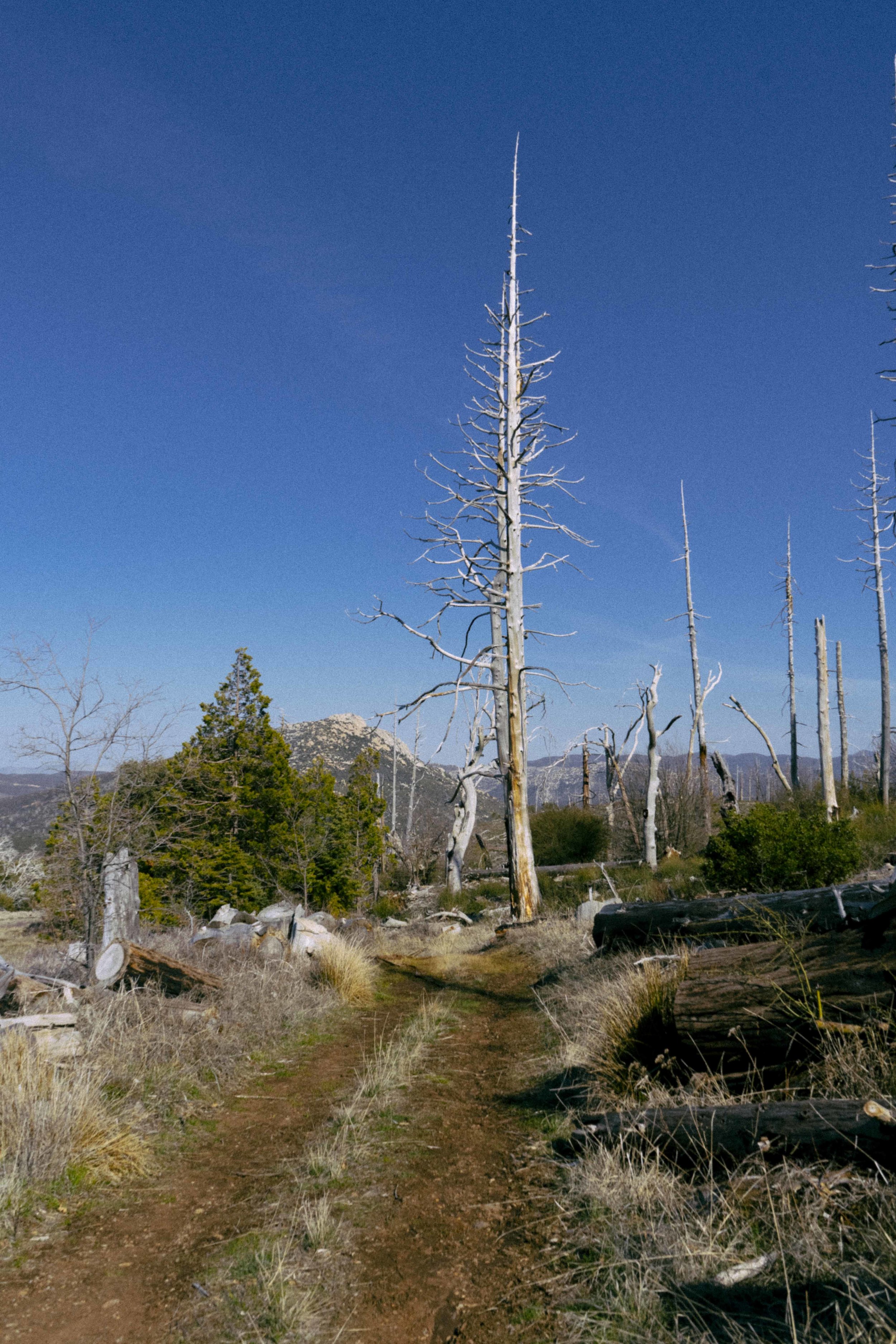 DSC09607.jpg