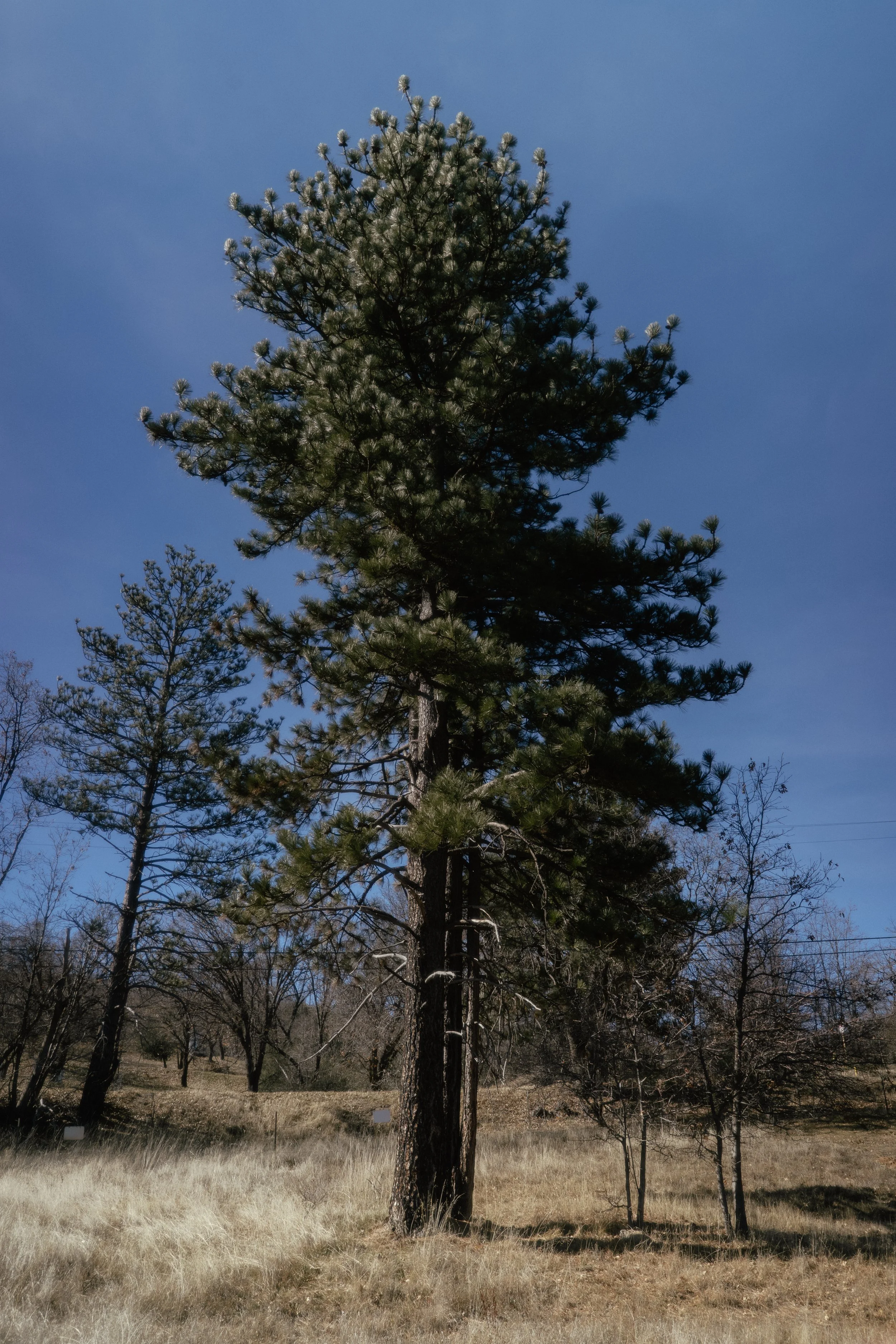 _DSC2120-Enhanced-NR.jpg