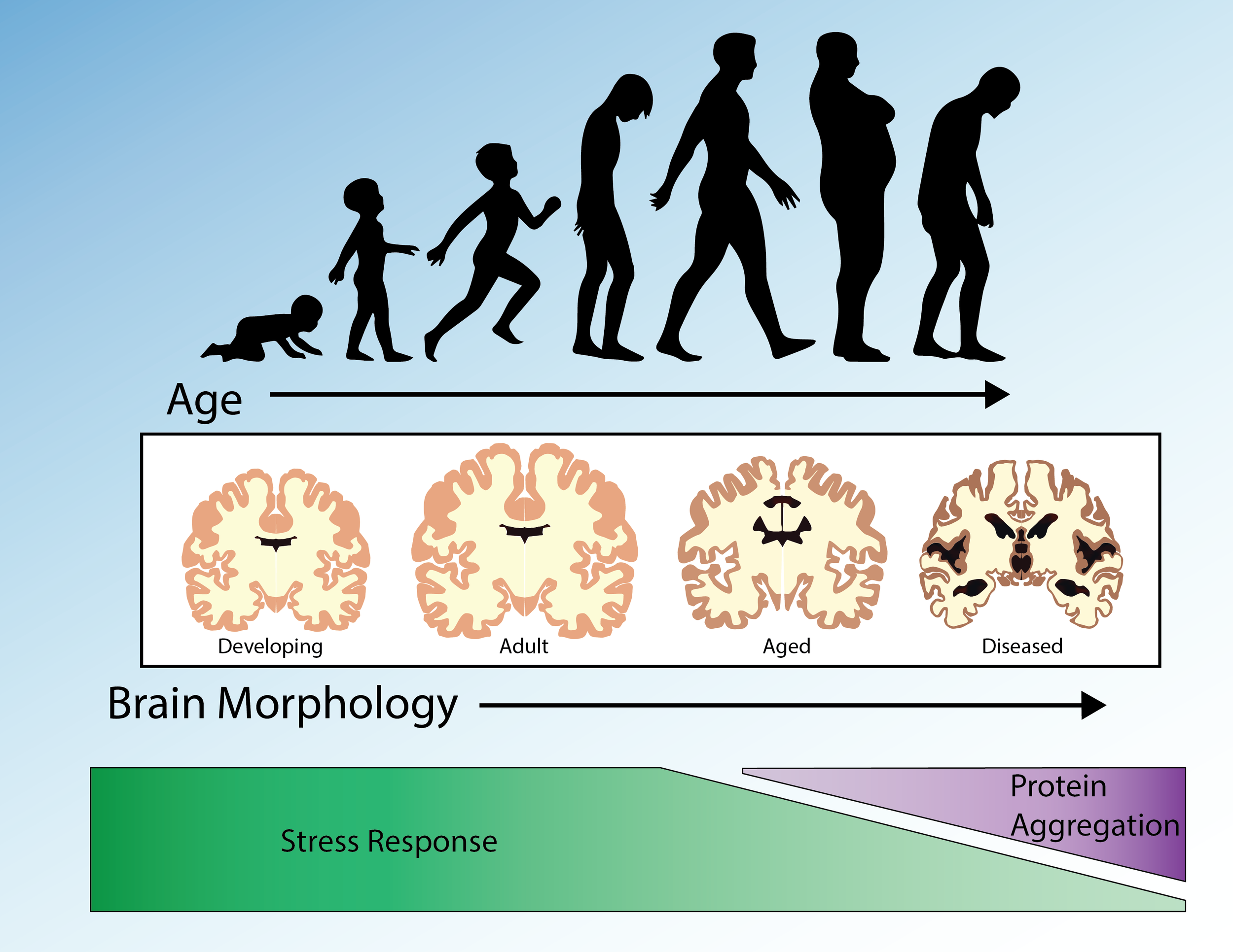 Decline of Protein Homeostasis with Age